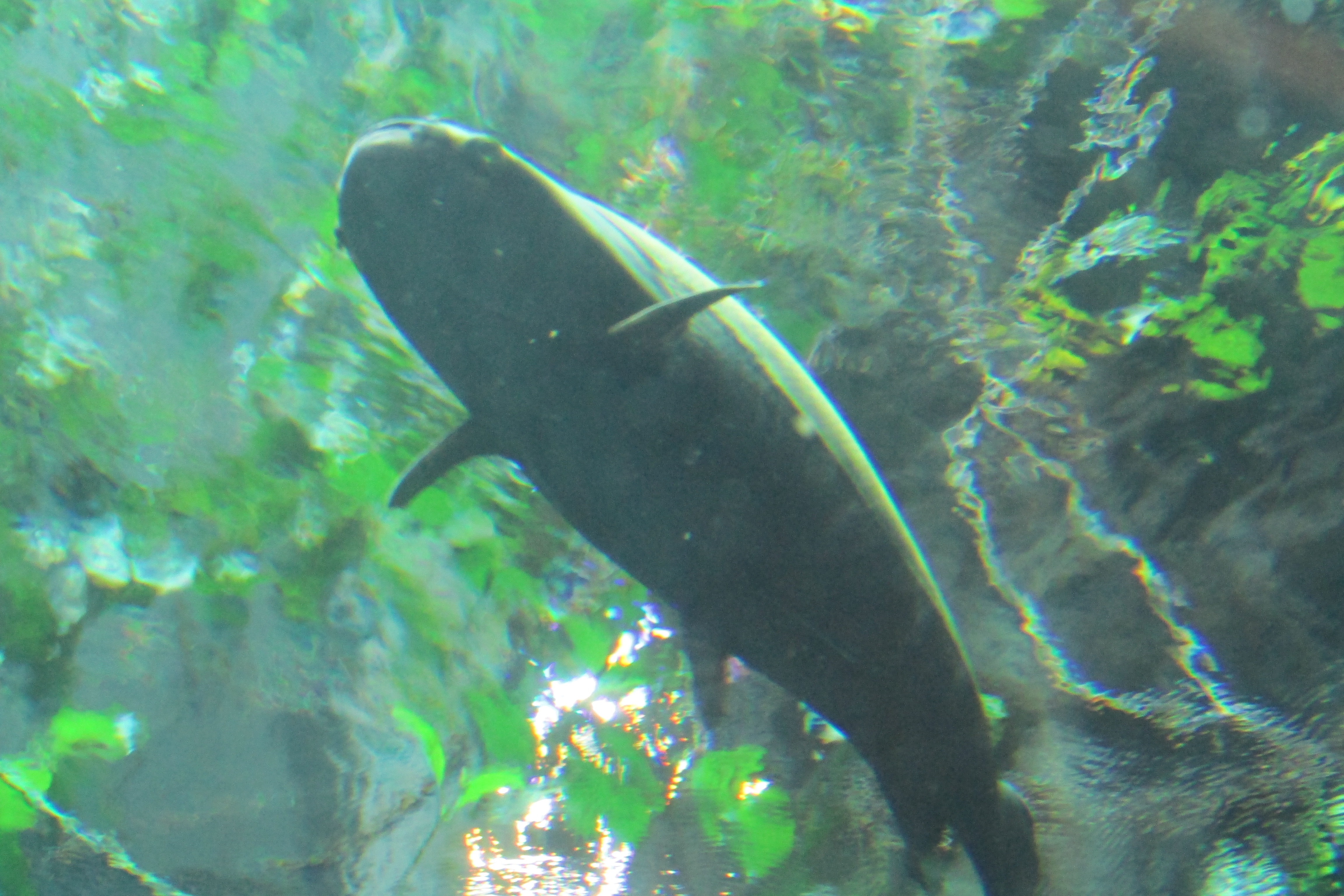 San Francisico Aquarium